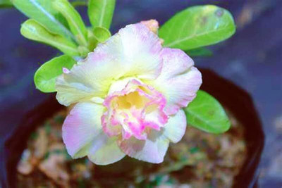 Qualtivate VVI-552 Adenium obesum (Desert Rose)Seeds Seed(30 per packet)
