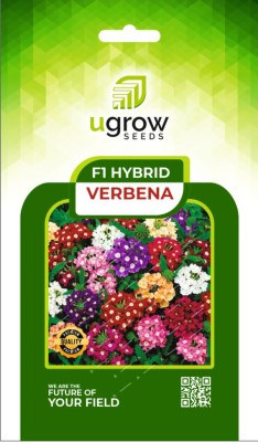 U-GROW INDIA UGROW INIDA VIBRANT HYBRID VERBENA MIX: ASSORTED COLORS AND VARIETIES Seed(40 per packet)