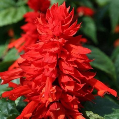 KANAYA Salvia Celopatra Mixed Flower Seeds For Kitchen Gardening Seed(120 per packet)