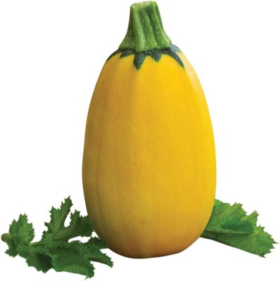 Qualtivate ICRA-1A Golden Egg Summer Squash Seeds Seed(30 per packet)