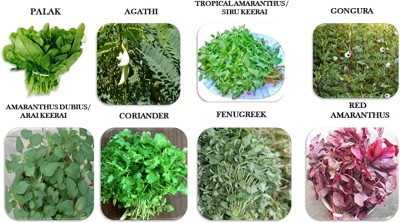 CHILLATAI Combo 8 Variety Spinach Seeds / Combo Leaf Vegetable Seed(3500 per packet)