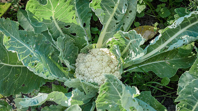 ReBuy white cauliflower,gobhee seeds Seed(10 per packet)