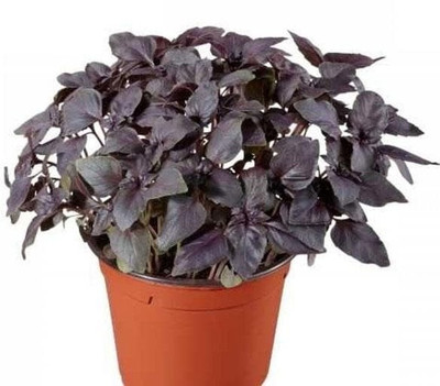 Qualtivate PAU-10 Red Basilicum Ocimum Seed(1000 per packet)