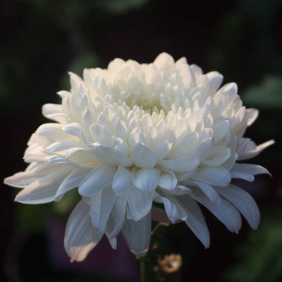 CYBEXIS PAU-96 - White Chrysanthemum Growth Miniature Tree Flower - (270 Seeds) Seed(270 per packet)
