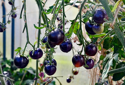 Biosnyg Disease-Resistant Blue Tomato Summer Vegetable Seeds For Planting - (4000 Seeds) Seed(4000 per packet)