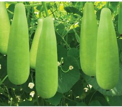 the green dotcom Hybrid F1 Bottle Gourd Lauki Seed(10 per packet)