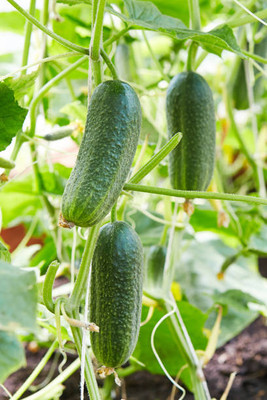 AFARTIOBINA 24 PCS CUCUMBER SEEDS Seed(24 per packet)
