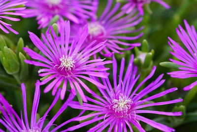 Lorvox Ice Flower / Mesembryanthemum Seed(130 per packet)