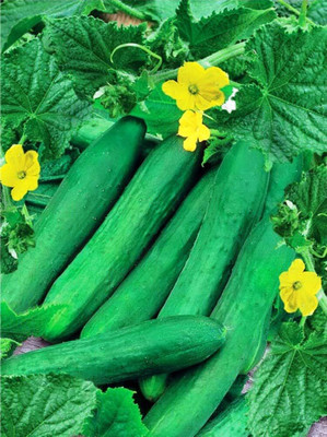 Qualtivate HYB-8A Indoor Cucumber Self-Pollinated Zozula F2 Seed(300 per packet)