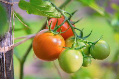 dorvik collections tomato Seed(155 per packet)