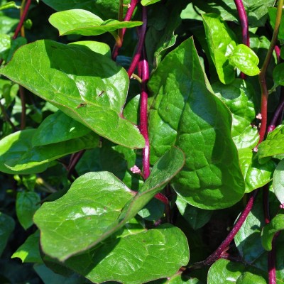 Qualtivate GBPUT-176 Malabar Spinach Seeds Seed(500 per packet)