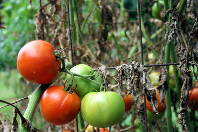 GGE NATURAL ITEM tomato Seed(80 per packet)
