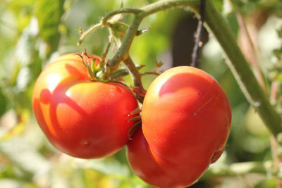XOLDAA tomato Seed(110 per packet)