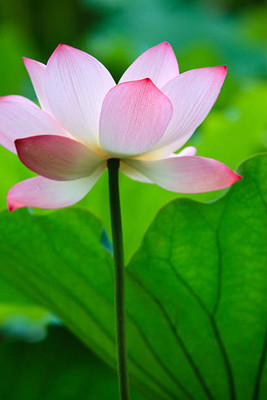 Havintha lotus,kamal gatta Seed(14 per packet)