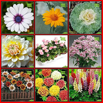 ibains All time flower seeds Seed(105 per packet)