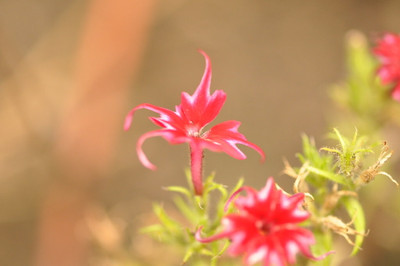 XOLDA Exotic phlox twinkle Seed(27 per packet)