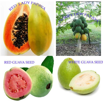KNESSiN Red lady papaya Honey Dew papaya Red Guava White guava 4 Pack Combo[100 Seeds] Seed(100 per packet)