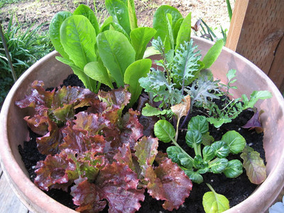 WILLVINE PAU-880 RUBY LEAF LETTUCE Red Loose Leaf Seed(200 per packet)
