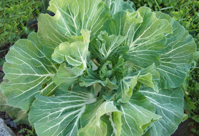 CYBEXIS Portuguese Cabbage2000 Seeds Seed(2000 per packet)
