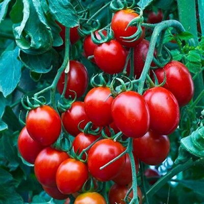 DIVINE TOMATO , TAMATAR Seed(250 per packet)