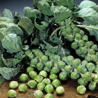 WILLVINE SCI -IV Brussel Sprouts F1 Hybrid [25g] Seed(7500 per packet)
