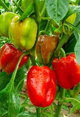 BSARKAR capsicum/ bell pepper/ chilli pepper seed, Vegetable seed, Chilli seed Seed(50 per packet)