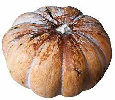 CYBEXIS XLR-23 - KUMBALAKAI/PUMPKIN - (100 Seeds) Seed(100 per packet)