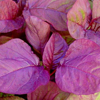 SREE Red Amaranth Spinach,Lal Shak ,Hybird Seed(500 per packet)