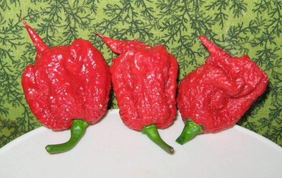KNESSiN Carolina Reaper Chilli Seed(1250 per packet)