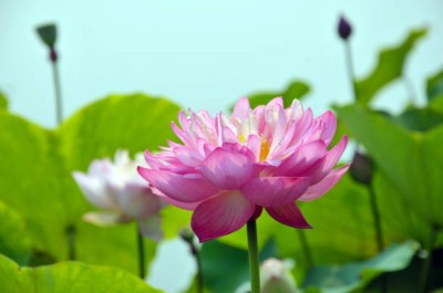 MATABE lotus,kamal gatta Seed(15 per packet)