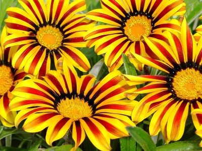 INTRA Gazania Bush Green Leaf Aztec Orange Seed(200 per packet)