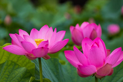 Lappyworld lotus,kamal gatta Seed(15 per packet)
