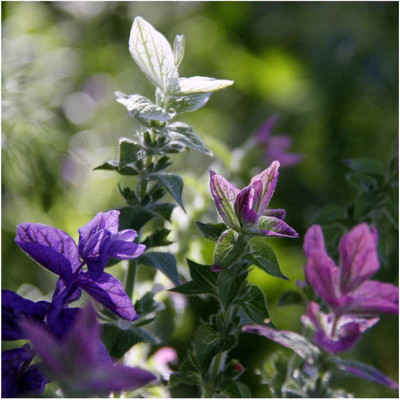 CYBEXIS Salvia Viridis Bouquet Mixed Seeds Clary Sage Seed(1 g)