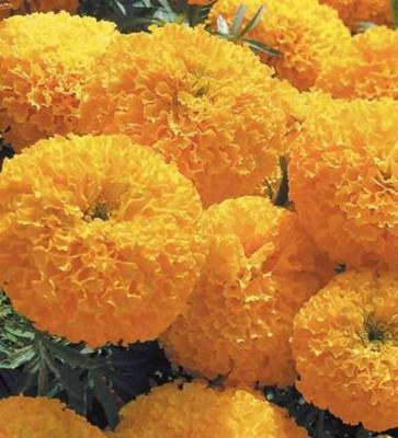 Aro Mari gold yellow Seed(112 per packet)