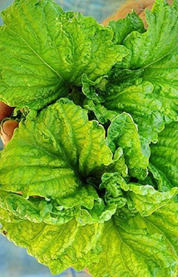 WILLVINE PUAS-48 Basil Seeds,Lettuce Leaf Seed(2000 per packet)