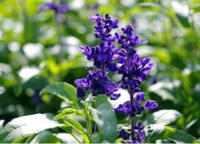 Qualtivate PUAS-7A Salvia Blue Sage Flower Seeds Seed(100 per packet)