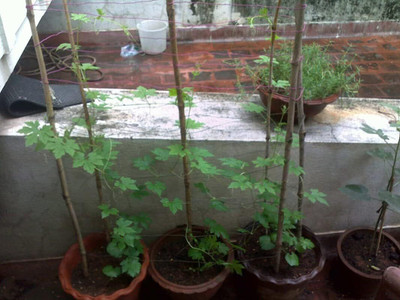 CRGO KARELA , BITTERGOURD Seed(30 per packet)