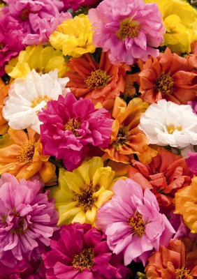Aywal 12'o Clock Flower Seed(20 per packet)