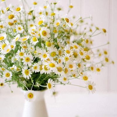 VibeX NBIR-59 - Roman / German Chamomile - (2250 Seeds) Seed(2250 per packet)