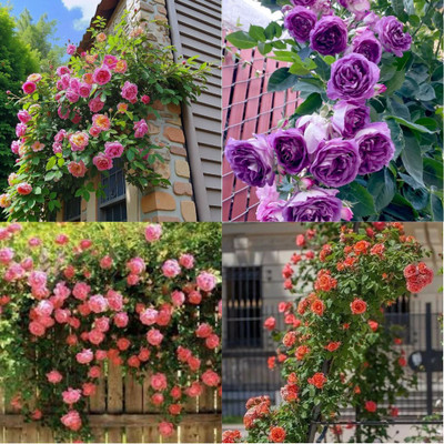 ibains Elegant Climbing Rose Flower Seeds Romantic Walls Plant no of seeds 24 Seed(24 per packet)