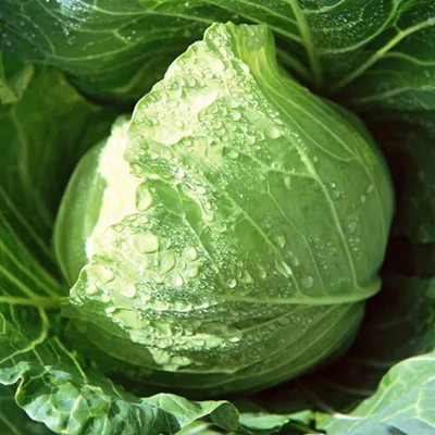 Avysa Green Cabbage (पत्ता गोभी के बीज) Seed(100 per packet)