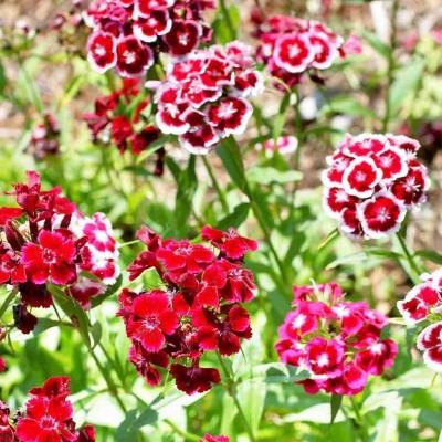 CEZIUS Double Mixed Colors Sweet William flower Seed(150 per packet)