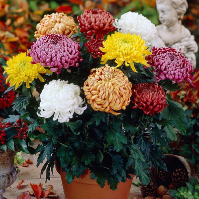 Quentova Chrysanthemum Bloom collection (Incurve Petals) Seed(100 per packet)