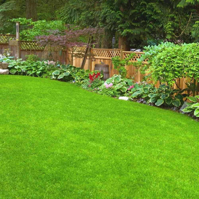 BDSresolve best grass seed/Lawn Grass Seeds 5800 Seed(5800 per packet)