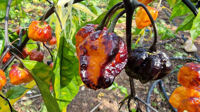 KNESSiN Open-Pollinated Pimenta da Dog Chilli Seeds For Kitchen Gardening-(2400 Seeds) Seed(2400 per packet)