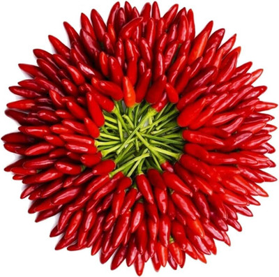 KNESSiN Red Chilli Seed(200 per packet)