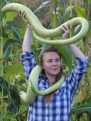 VibeX LX-98 - Calabash Long Bottle Gourd - (900 Seeds) Seed(900 per packet)