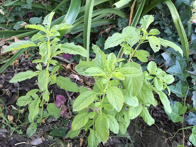 WILLVINE NBIR-12 Thai Holy Basil Seeds Seed(2000 per packet)
