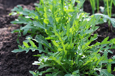 VibeX XL-29 - Arugula (Eruca vesicaria) - (2250 Seeds) Seed(2250 per packet)