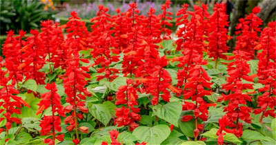 Qualtivate PUAS-1A Scarlet Red Sage Flower Seeds Seed(100 per packet)